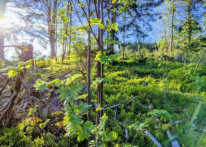 Daire Kupferstollen Sankt Andreasberg